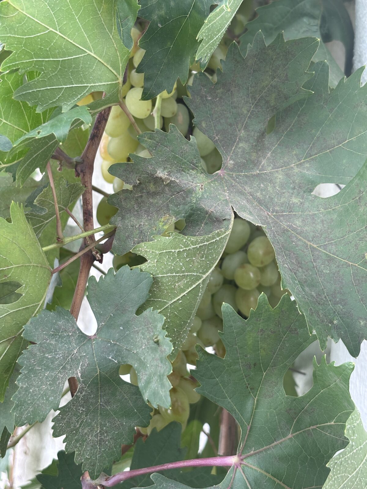 Racimos de uva entre hojas de parra
