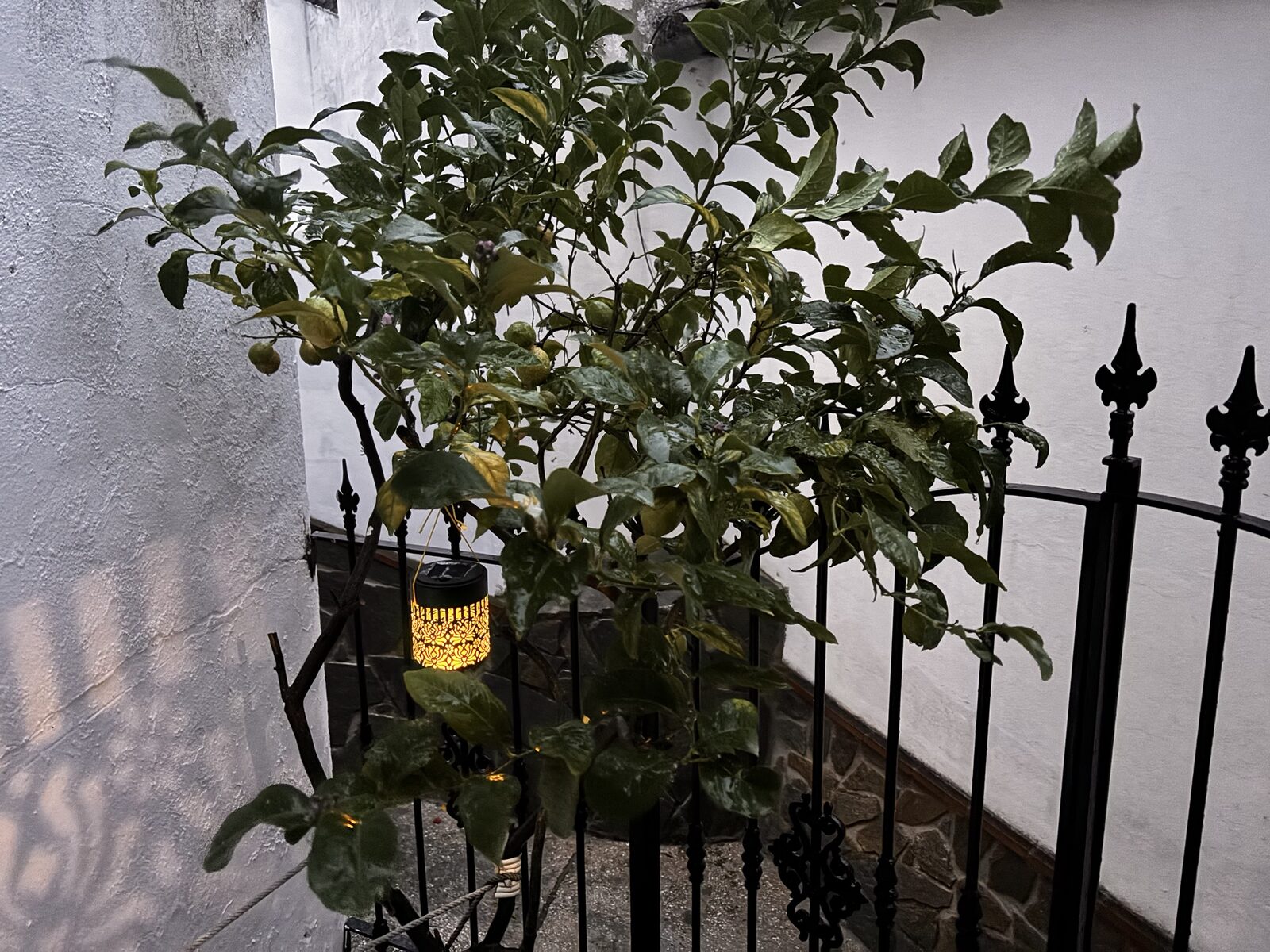 Limonero con un farolillo encendido junto a una reja
