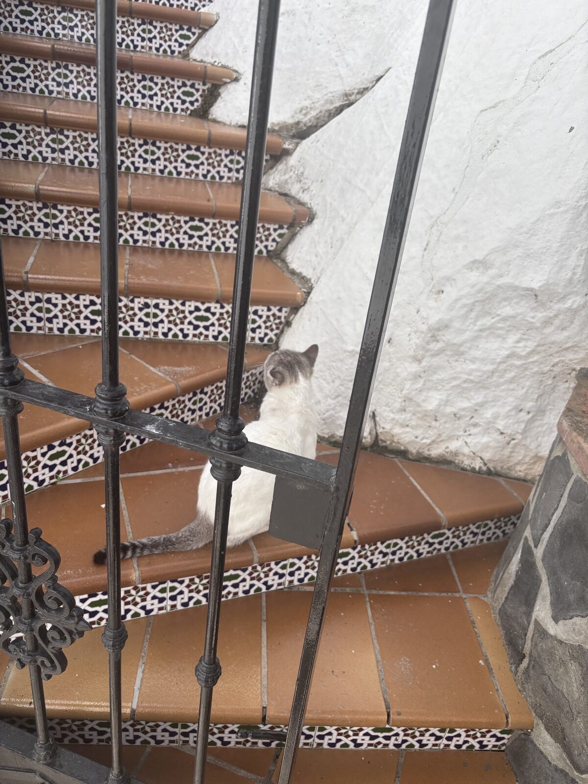 Escalera de azulejos tras una reja con un gato