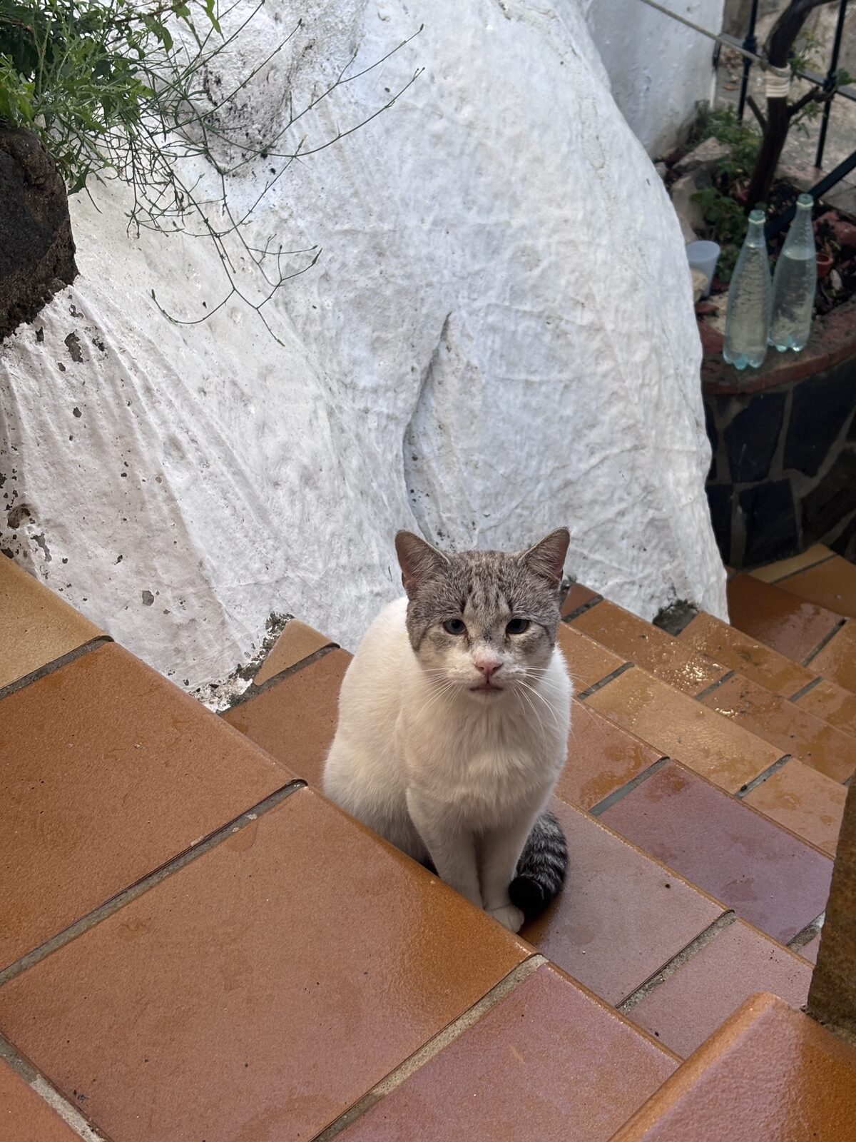 Gato blanco y gris sentado en las escaleras de la casa