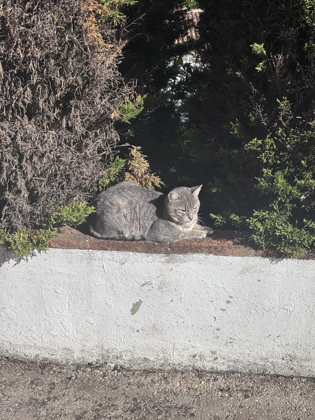 Gato gris tomando el sol sobre un muro encalado